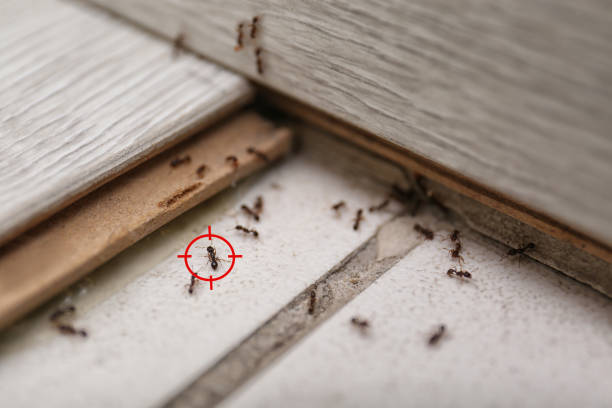 Best Mosquito Control Services  in Nora Springs, IA