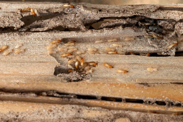 Best Wildlife Control Services  in Nora Springs, IA