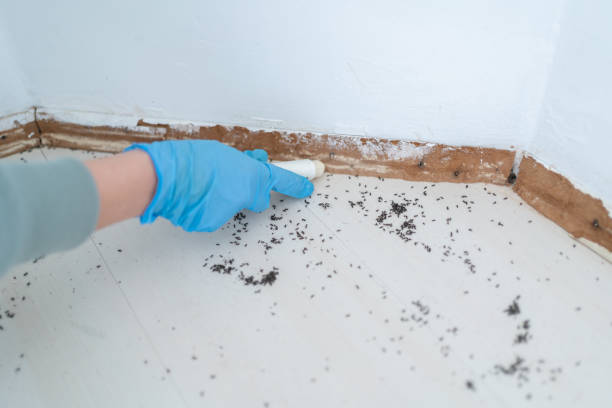 Best Wasp Removal Services  in Nora Springs, IA